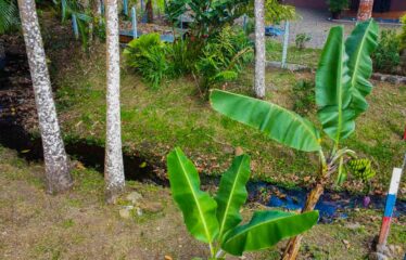 Lote en General Viejo