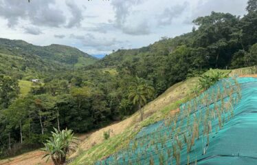 Lote en Trinidad de Pejibaye